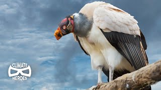 Why our Ecosystem Depends on Vultures I Climate Heroes [upl. by Fasto]