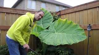 Overwintering Colocasia Gigantea Thailand Giant in a Cold Climate  Time to Bring it Indoors [upl. by Rehpotsirahc]