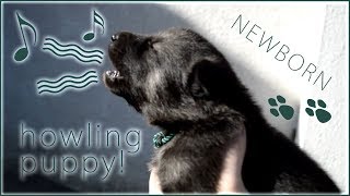 Newborn Tamaskan puppy howls for the first time [upl. by Studnia]