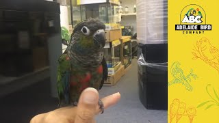 Crimson Bellied Conure Hand Reared  Adelaide Bird Co [upl. by Tiff764]