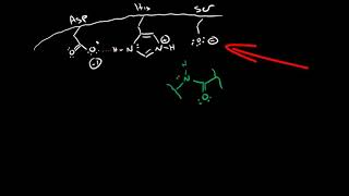 Serine Protease Mechanism [upl. by Odessa902]