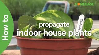 How To Propagate Indoor House Plants  Indoor Plants  Homebase [upl. by Analla]