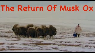 The Return Of Musk Ox Siberia Arctic areas BUSHCRAFT in the tundra Survival [upl. by Nawotna]