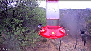 Male Hybrid Lucifer x Blackchinned Hummingbird Visits West Texas – June 1 2021 [upl. by Lars]