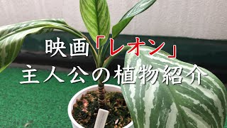 【アグラオネマ・カーティシー】映画「レオン」主人公の植物紹介カラテア・ゼブリナ [upl. by Derfiniw]