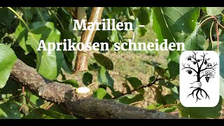 Marillenbaum  Aprikosenbaum richtig schneiden  Marillenbaumschnitt leicht erklärt [upl. by Tenaej738]