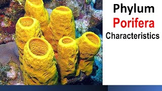 phylum Porifera Characteristics [upl. by Akila]