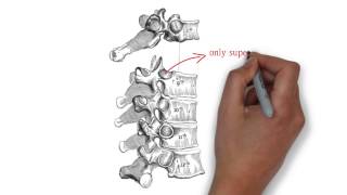 Thoracic Vertebra Anatomy [upl. by Lovering995]