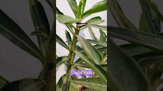 Adenium Obesum plant with a strange butterfly🧐 indoor plants  houseplants trendingshortsplants [upl. by Styles]