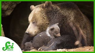 Bears Have Babies While They’re Hibernating [upl. by Alberik]