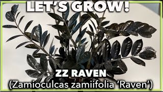 BLACK ZZ RAVEN PLANT [upl. by Sethi]