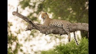 The Okavango Delta Safari in Botswana [upl. by Erickson267]