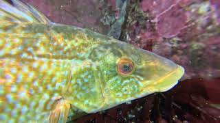 Scuba diving near Kristiansand Norway  Diving with One Ocean Dive Resort  Monkfish  Breiflabb [upl. by Judah]