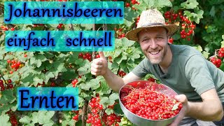 Johannisbeeren einfach ernten [upl. by Michigan887]