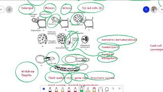 Ectocarpus Algae Lecture for BS Botany Zoology Chemistry [upl. by Vaasta42]