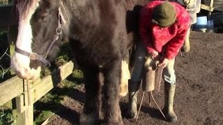 DIY Horse Care – How To Trim Hooves Properly With A Rasp [upl. by Esinrahc]