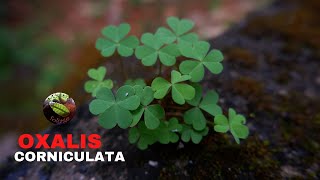 Oxalis Corniculata Creeping Wood Sorrel [upl. by Htur]