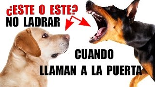 Como Evitar que tu Perro LADRE cuando Llaman a la Puerta INFALIBLE [upl. by Ennovahc]