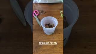 Potting Phalaenopsis Seedlings  How to pot Phalaenopsis Orchid Seedling  Orchidtreecom [upl. by Lertsek815]