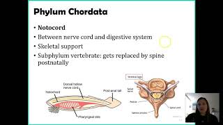 Phylum Chordata [upl. by Aketal6]