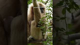 Oakland Zoo welcomes baby gibbon [upl. by Oigroeg]