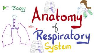 The Human Respiratory System Explained [upl. by Enirehtakyram]