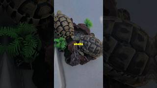 Our adorable greek tortoises greektortoise tortoisecare kachhua [upl. by Elum671]