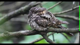 Eastern whippoorwill  Caprimulgus vociferus [upl. by Bremer167]