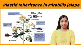 plastid inheritance in mirabilis jalapa  detailed notes   plastid inheritance in plants [upl. by Janerich]