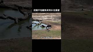 疣豬不怕鱷魚來到水池瀟灑 野生動物 動物解說 [upl. by Gladi]