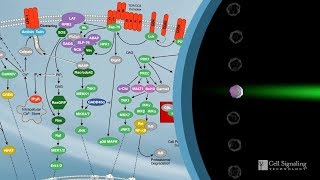 How to Characterize Immune Responses With Flow Cytometry [upl. by Gavette627]