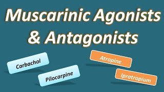 Muscarinic agonists and antagonists [upl. by Emee573]