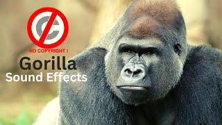 Gorilla Sound Effects Roar Howling and Grunting Gorilla grunting sound effects no copyright [upl. by Ruomyes780]