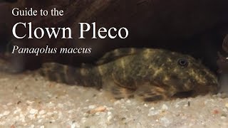 A Guide to the Clown Pleco  Panaqolus maccus [upl. by Aniroz162]