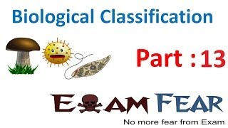 Biology Biological Classification part 13 Protozoa  Amoeboid flagellated CBSE class 11 XI [upl. by Lavery]