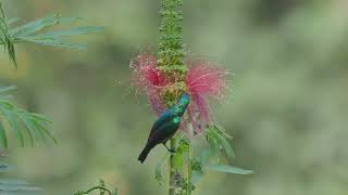 Northern Doublecollared Sunbird Cinnyris reichenowi  Birds of Uganda [upl. by Anaela596]