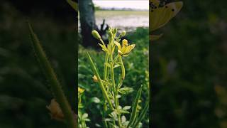 Tanaman Cleome Viscosa [upl. by Veta]