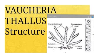 Lecture 01 VAUCHERIA Thallus Structure [upl. by Parrnell]