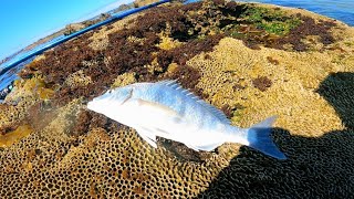 Catching Steenbras In Bettys Bay [upl. by Drooff]