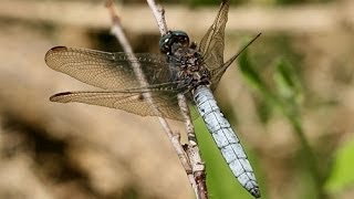 Keeled Skimmer Dragonfly Orthetrum coerulescens [upl. by Ichabod]