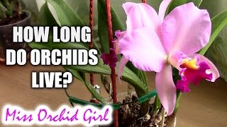 How long do orchids live  Understanding how orchids grow [upl. by Obie]