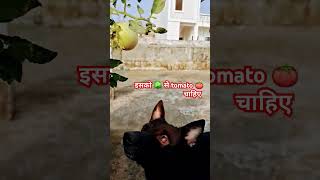 Indiandog dog doglover [upl. by Onitsirc]