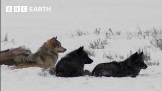 The Wildlife of Yellowstone  BBC Earth [upl. by Chadburn]