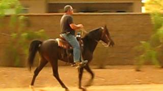 Quick Trigger Missouri Fox Trotter Stallion [upl. by German]