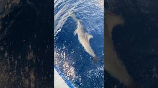 Magical Dolphin Encounter 🐬✨ Atlantic Spotted Dolphins in San Juan 🇵🇷 gopro CloseUp [upl. by Morganstein]