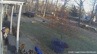 Raccoon attacks girl in Connecticut mom flings it away  Caught on camera [upl. by Noiram]