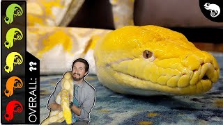 Reticulated Python The Best Pet Snake [upl. by Sargent]