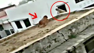 Monkey vs Pitbull  Monkey messes with the wrong dog [upl. by Nowyt]