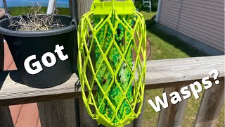 How to get rid of wasps around your deck or home [upl. by Aynwad]