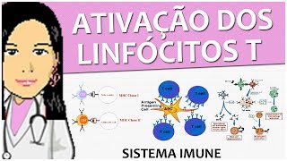 Imunologia 10  Ativação dos Linfócitos T  Vídeoaula de sistema imune [upl. by Naitsirt]